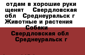 отдам в хорошие руки щенят  - Свердловская обл., Среднеуральск г. Животные и растения » Собаки   . Свердловская обл.,Среднеуральск г.